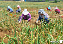 충북농업기술원 마늘·양파 수확 작업 서둘러야