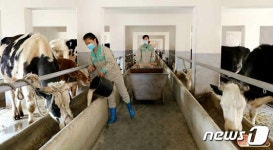 노동신문 평안북도에서 유제품 생산 늘리기 위해 노력