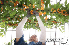 함양산 체리 첫 수확해요