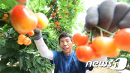지리산 기운 받은 체리 수확