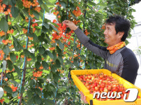 잘 익은 체리가 주렁주렁