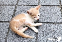 인천 영흥도 주택서 발견 새끼 고양이 3마리 사체서 살충제 검출