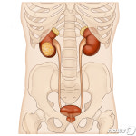 18일 신장암의 날…증상없이 찾아와, 검진 통해 조기 진단 필요