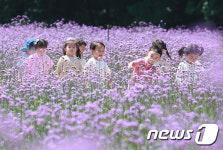 활짝 핀 버들마편초 사이로