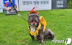 [펫화보]댕댕페스타 in 강원…소노펫에서 강아지와 즐거운 하루