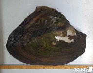 멸종위기귀이빨대칭이, 소양강댐 인근서 집단서식 발견