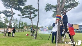 음성 금빛근린공원 메타세콰이어 나무 뜨개옷 입었다