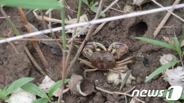 갯게 1마리에 아파트 공사 중단하는데…제주 동일리 해안서 2마리 확인