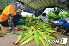 신토불이 우리 옥수수 사세요