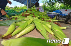 여름 간식에는 찐옥수수가 최고