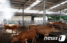 음메, 시원하소