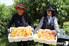 옥천군 노지 복숭아 수확 한창…이달 초 첫 출하