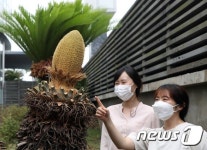 제주관광공사에 핀 행운의 상징 소철꽃