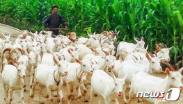 축산업으로 알곡 증산까지 가능…일석이조 노리는 북한