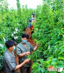 배나무 재배하는 북한 온천과수농장 일꾼들