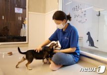 여름 휴가철 ‘반려견 돌봄쉼터’ 운영하는 서초구