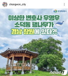 우영우 소덕동 팽나무 관심 집중…창원 동부마을에 있다