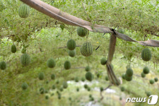포항서 애플수박 본격 수확…올해 1ha서 시범 재배