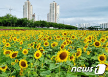 폭염 속 활짝 핀 영천 금호강 둔치 해바라기