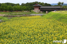 [화보] 천년고도 경주는 꽃잔치 한창 …향기에 취하는 서라벌황금정원