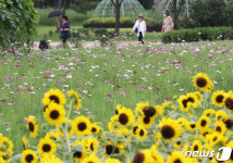 코스모스와 해바라기