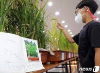 117일 동안 직접 키웠어요…제주서 어린이벼농사대회 열려