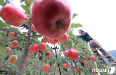 함양산 홍로사과 수확 한창