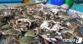 가을 꽃게철 돌아왔다…진도 앞바다서 하루 8~10톤 잡혀