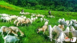 고기도 얻고 젖제품도 얻고… 북한 축산업 생산 확대 주문