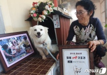 CNN 극찬 백구, 목숨 구한 할머니와 10개월만에 눈물의 상봉