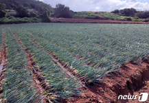 태풍 지나간 진도 대파 농가