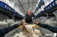 장수군, 꽃송이버섯 너울 첫 수확 앞둬… 농가 소득 향상 기대