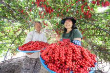 함양 백전오미자 수확