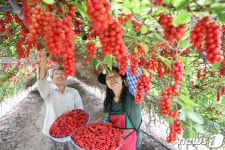 태풍 이겨낸 백전 오미자