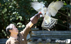 대전 이사동에서 만나는 매 사냥 체험 프로그램