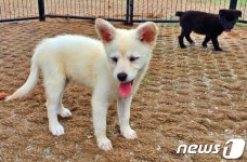 개농장 개들 살리려고…경기도수의사회-내추럴발란스 봉사활동