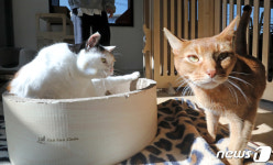 [조성관의 세계인문여행] 고양이를 사랑한 화가와 작가들