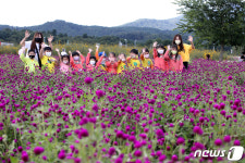 3년 만에 오프라인으로 열린 천만송이 천일홍 축제