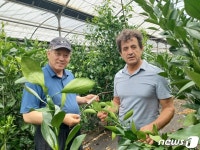 제주 대표과일 레드향, 묘목부터 ‘친환경’…성장속도 2배 2년반만에 2m