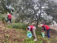 농협은행 부여군지부, 은산면 밤 재배농가 일손 돕기