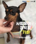 [펫카드]껌딱지인 줄…사랑 받으면 옆에서 떠나지 않는 미니핀