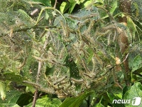 충남도 농업기술원 “미국흰불나방 공동방제 비상”