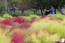 가을 느낌 물씬 나는 수원탑동시민농장