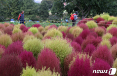 붉게 물든 코키아