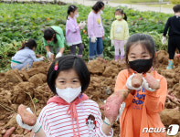저희가 캔 고구마예요~