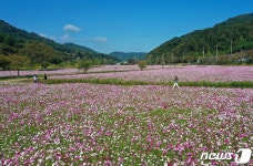 “장금이 정원으로 꽃 구경 오세요”…정읍 산내면 코스모스·해바라기 만개