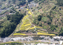 가을 지리산 다랑이 논