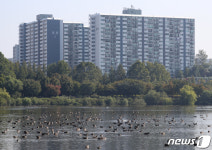 도심 속 철새들