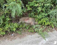 부산 동해선 선로 따라 80㎏ 멧돼지 3차례 출몰…출근길 열차 줄줄이 지연