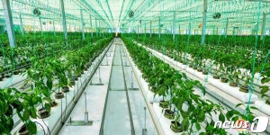 북한의 새로운 채소 생산 기지 연포온실농장